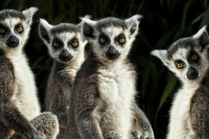 1 lemuri