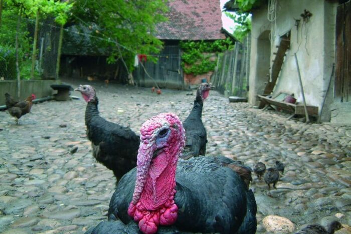 1. ADEPT Rural Development HNV Farmlands 1