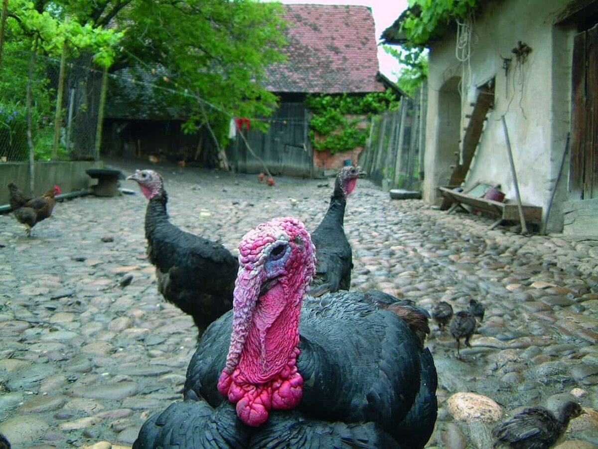 Parteneriatul dintre Muzeul ASTRA şi Asociaţia de Management al Destinaţiei Turistice Delta Dunării