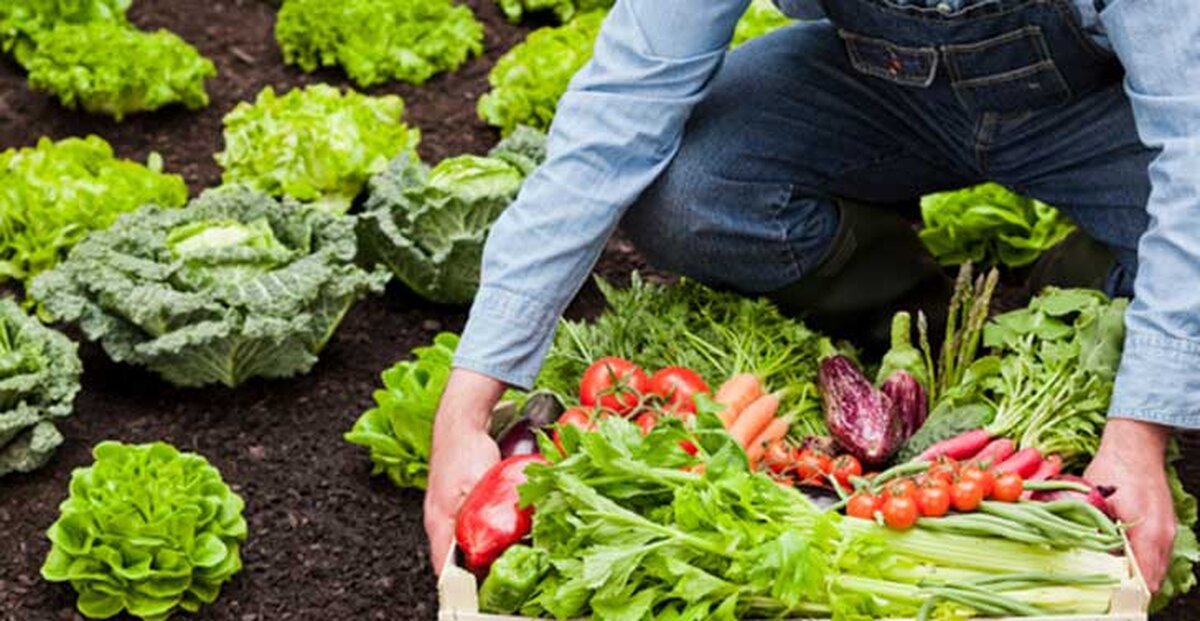 Ultimele locuri în UE la ponderea suprafeţelor de teren alocate agriculturii organice