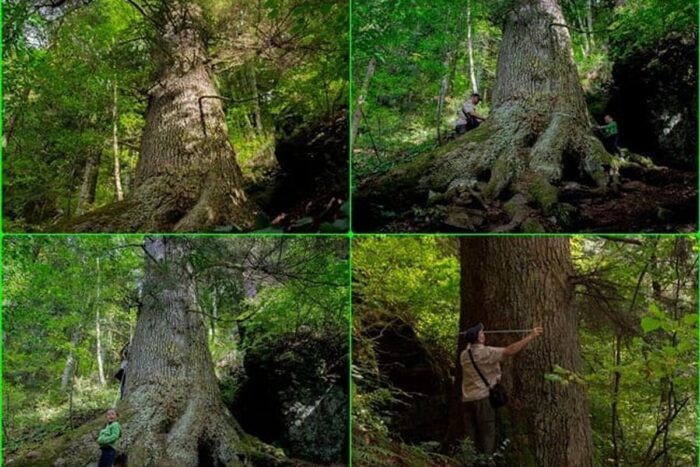 Un brad din Gura Rîului propus pentru titlul de Arborele European 2020 20202BRAD