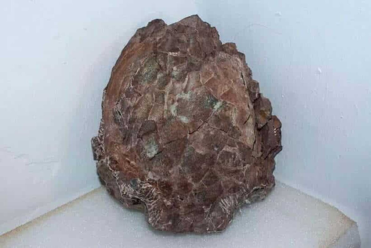 În urma unei descoperiri, este posibil sau nu, să renască giganții Pământului?