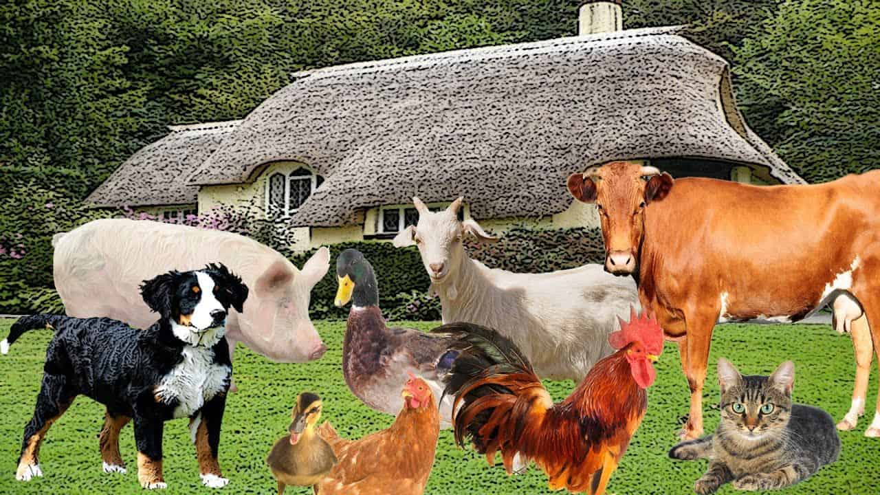 Efectivele de ovine şi caprine au crescut la sfârşitul anului trecut, dar au scăzut cele de bovine, porcine şi păsări