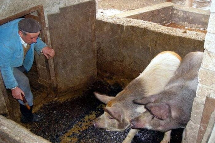 80957 mediafax foto remus suciu 1