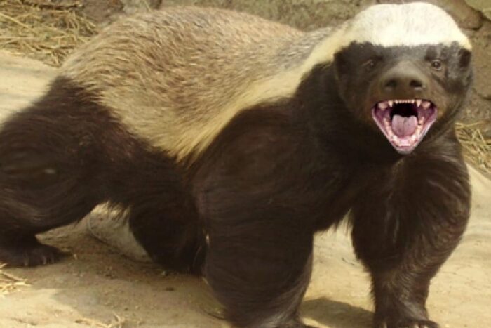 Care este cel mai agresiv si neinfricat animal din lume