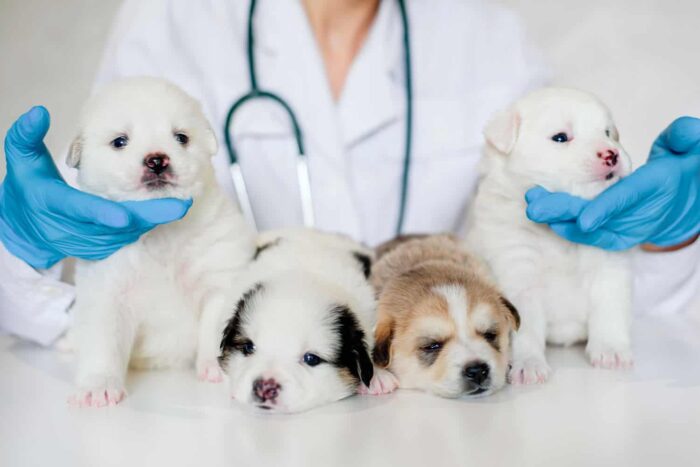 Ce servicii iti ofera cea mai renumita clinica veterinara Suceava