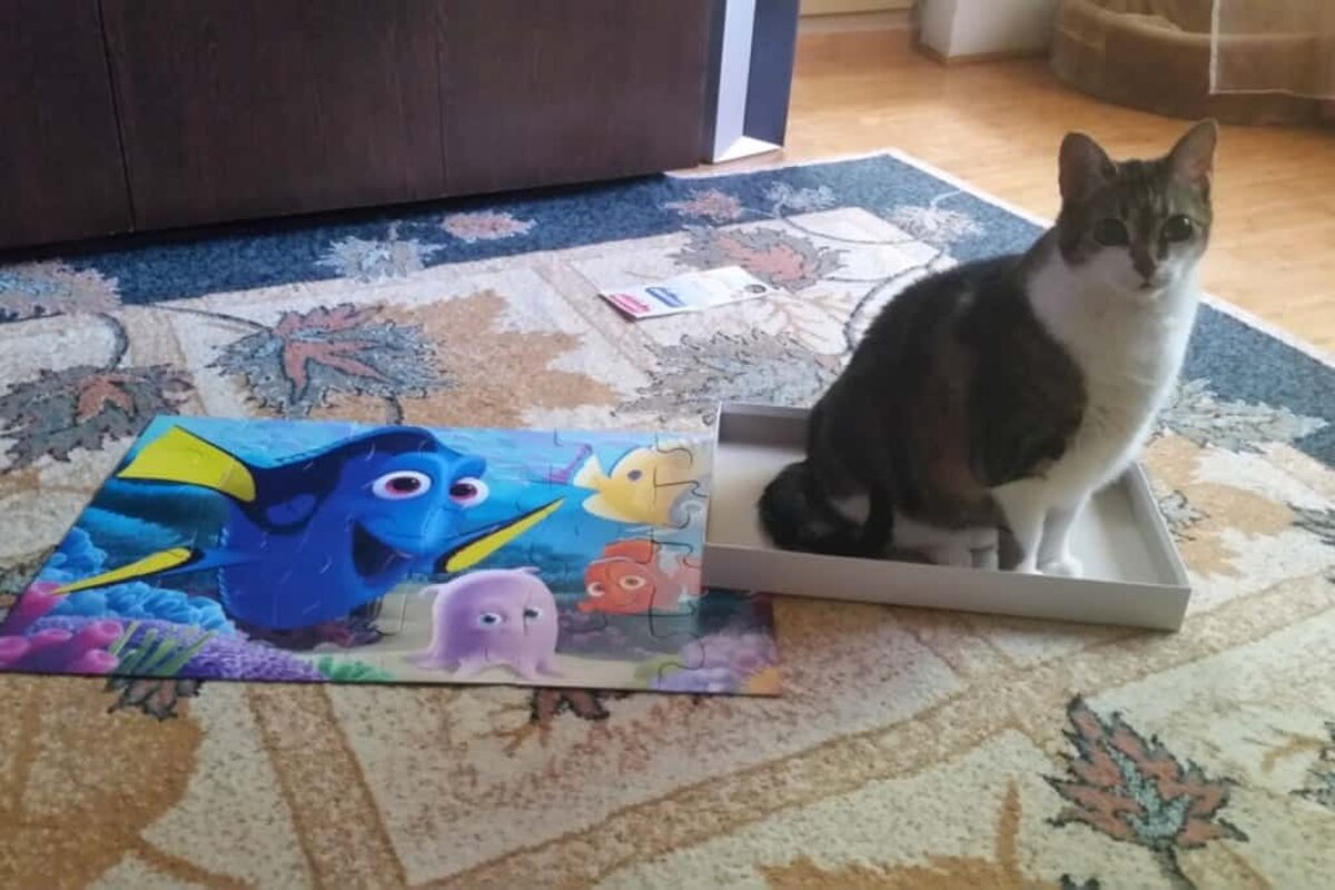 Cum afectează centralele de apartament animalele de companie