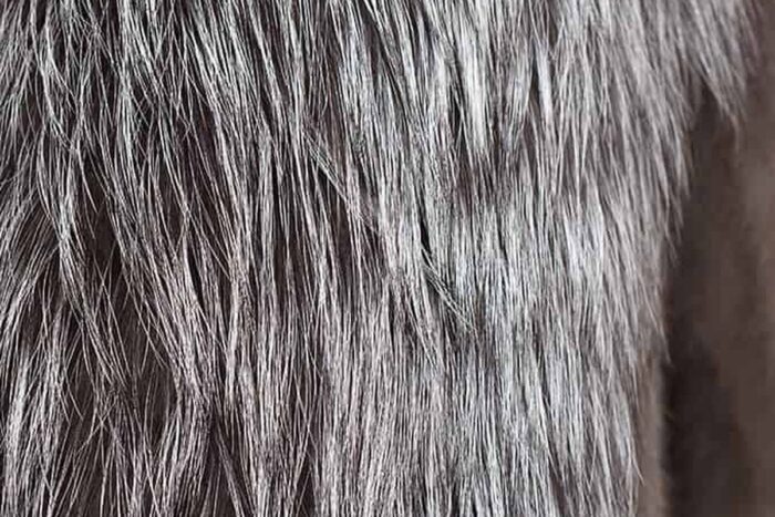 DH103991