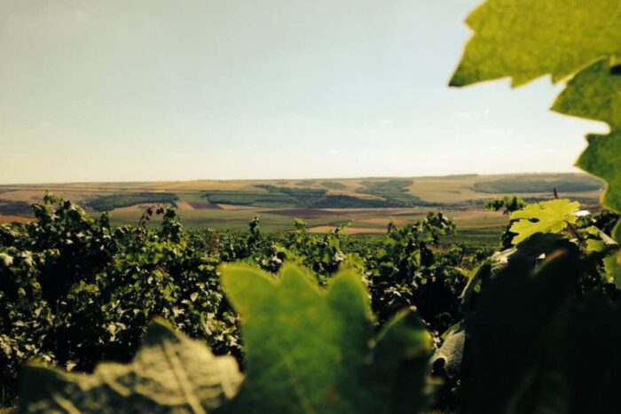 Domeniile Adamclisi winery in summer 1024x768 1