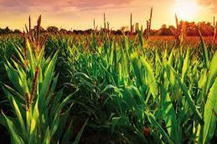 România poate să atingă obiectivele impuse de UE pentru agricultura ecologică Ecologica