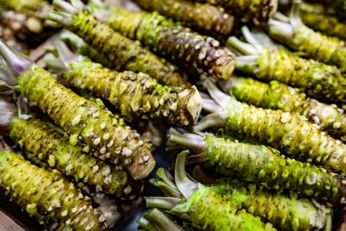 Fresh-wasabi-Eutrema-japonicum-rhizomes-for-sale-horseradish