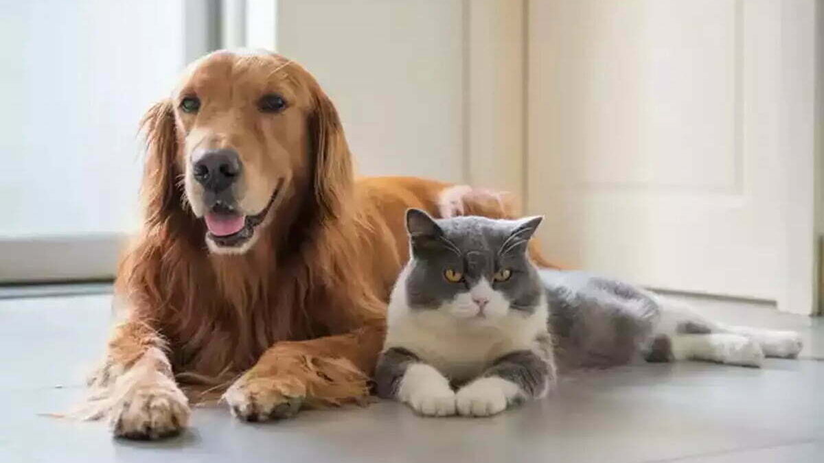 Royal Canin AGEING 12+ 4 Kg are grijă de sănătatea pisicilor senioare Jurnalulnational.ro zoomax.ro