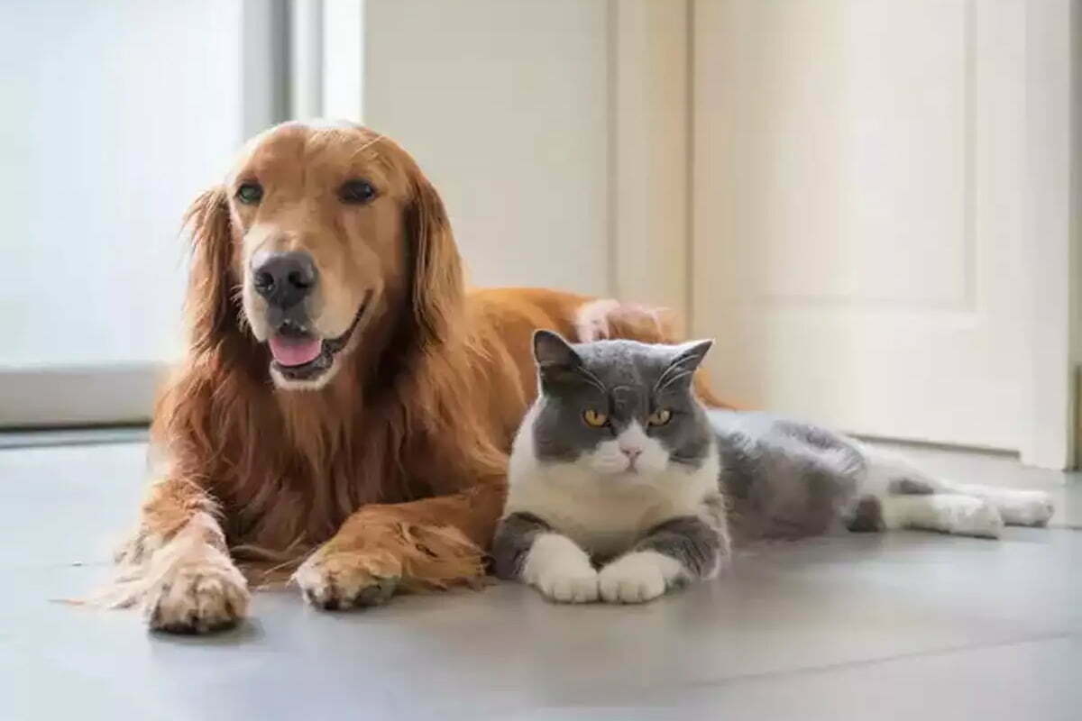 Royal Canin AGEING 12+ 4 Kg are grijă de sănătatea pisicilor senioare