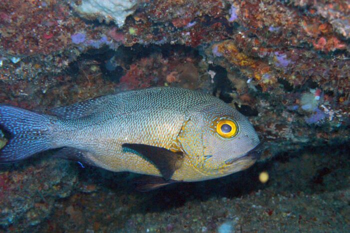 Layang Layang diving19 scaled 1