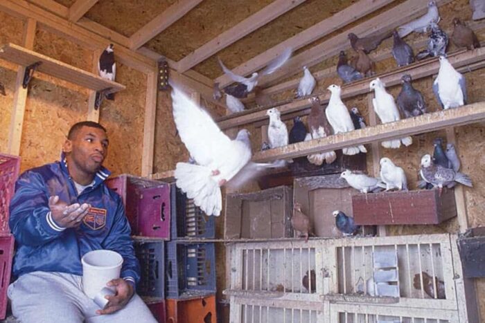 Hobby-uri ciudate ale vedetelor din întreaga lume Mike Tyson si porumbeii