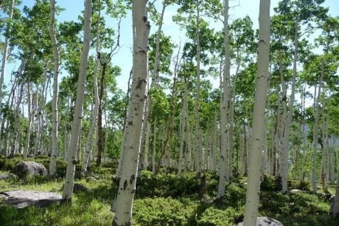 Pando copac