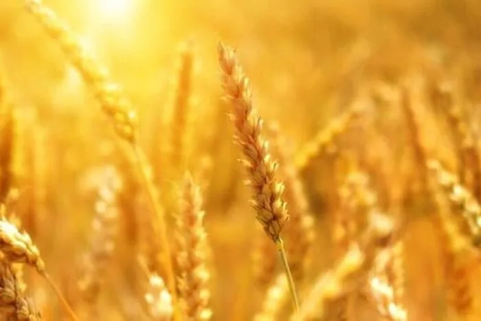 Romania-a-fost-a-opta-putere-agricola-a-UE-in-2018