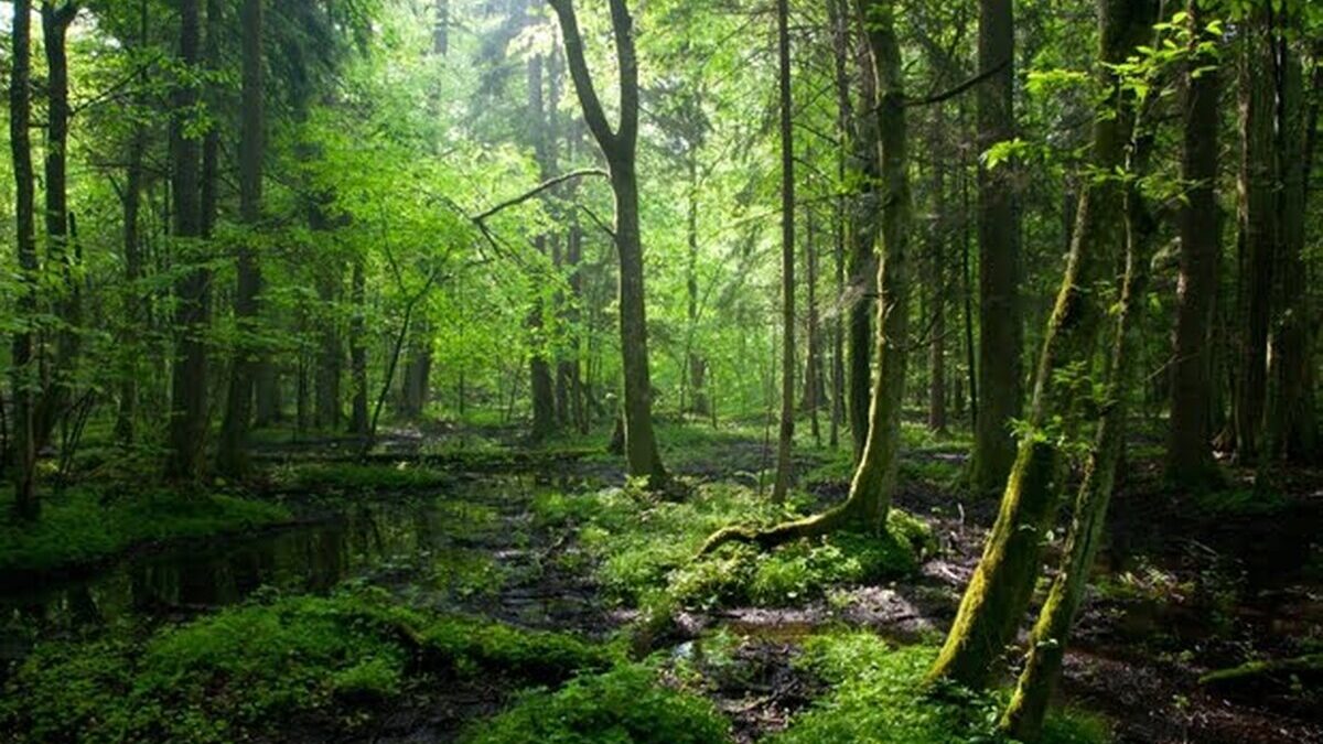 Pădurile virgine şi cvasi-virgine din România Suprafata de paduri virgine si cvasivirgine va creste cu 19 in urmatoarele luni la 25.000 hectare