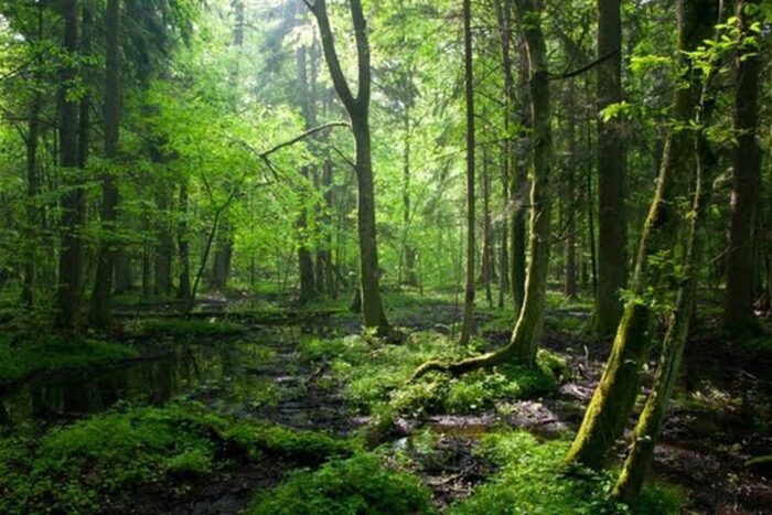 Suprafata de paduri virgine si cvasivirgine va creste cu 19 in urmatoarele luni la 25.000 hectare