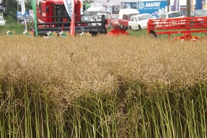 agricola rapita 572x365 1