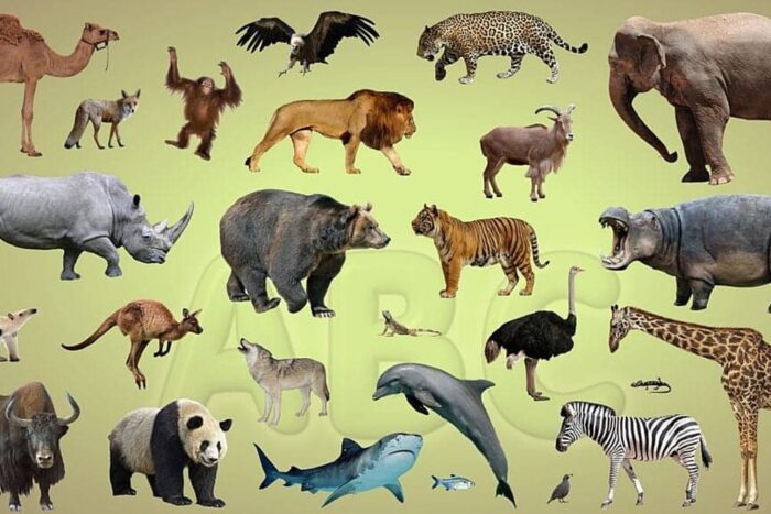 Vedetele ştirilor cu animale difuzate în 2019 animale 1024x576 1