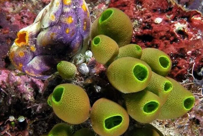 ascidiacea
