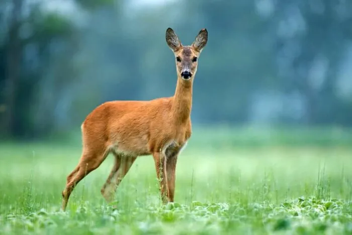caprioara