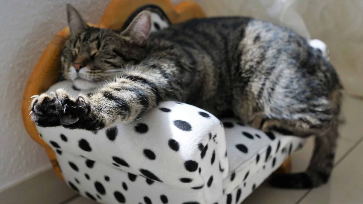 cat-2360863_1920