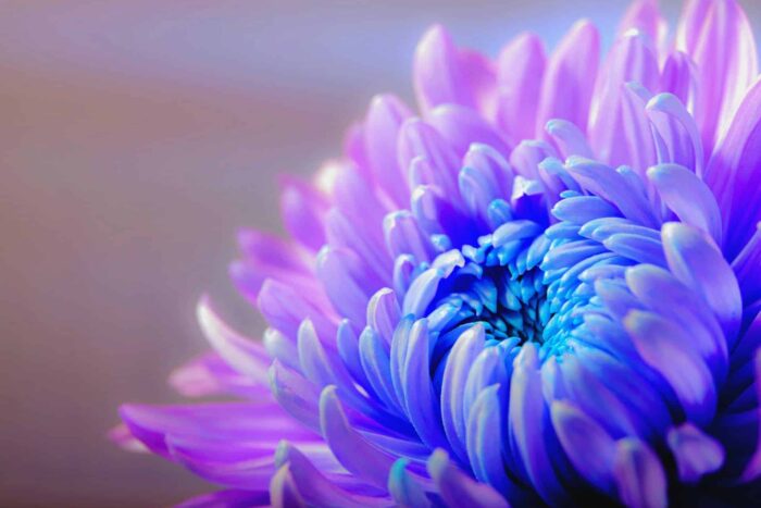 chrysanthemum g30305e5ba 1920