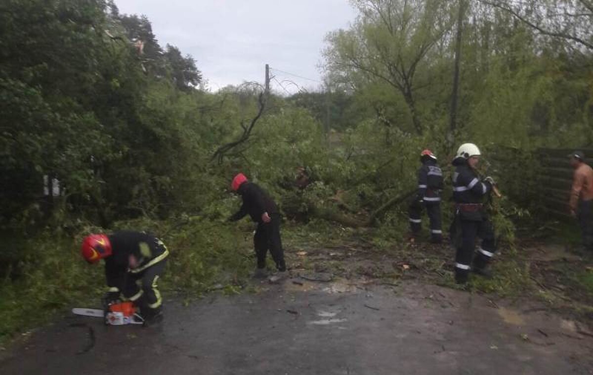 Zeci de copaci căzuţi pe A1, pe drumuri judeţene, comunale şi pe cabluri electrice în urma unei vijelii