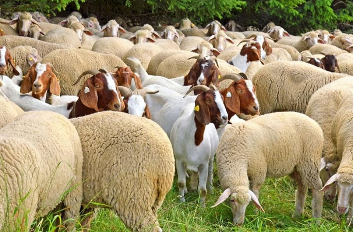 Sacrificările de ovine şi caprine au crescut în octombrie; scăderi la bovine, porcine şi păsări