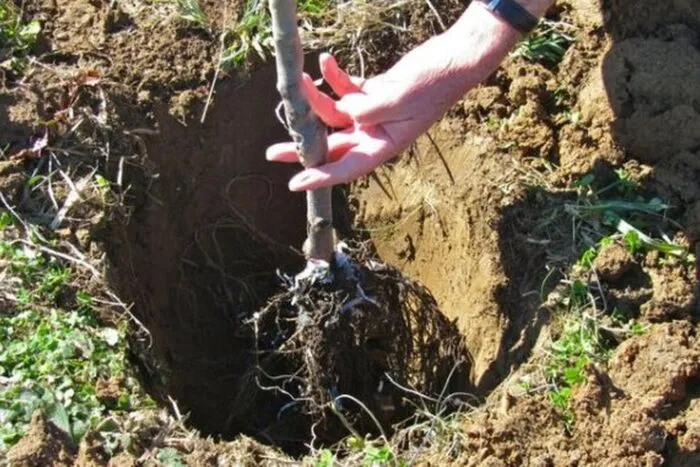 distanta-plantare-pomi-fructiferi-lege