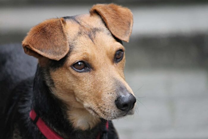 dog 2969033 1920