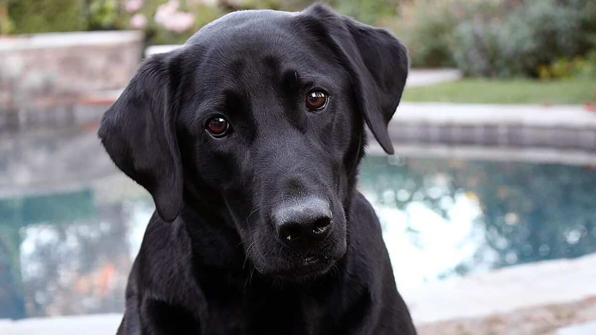 dog-3034941_1280
