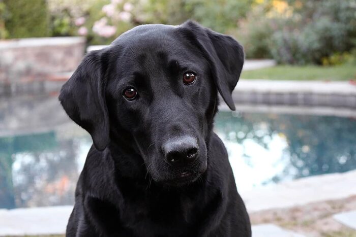 dog 3034941 1280