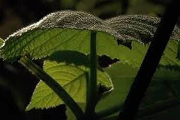 download 2020 09 17T035631.836