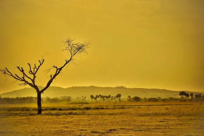 dry-856544_1920
