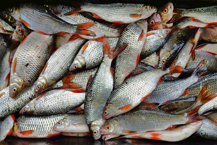 fishing 3993415 1920