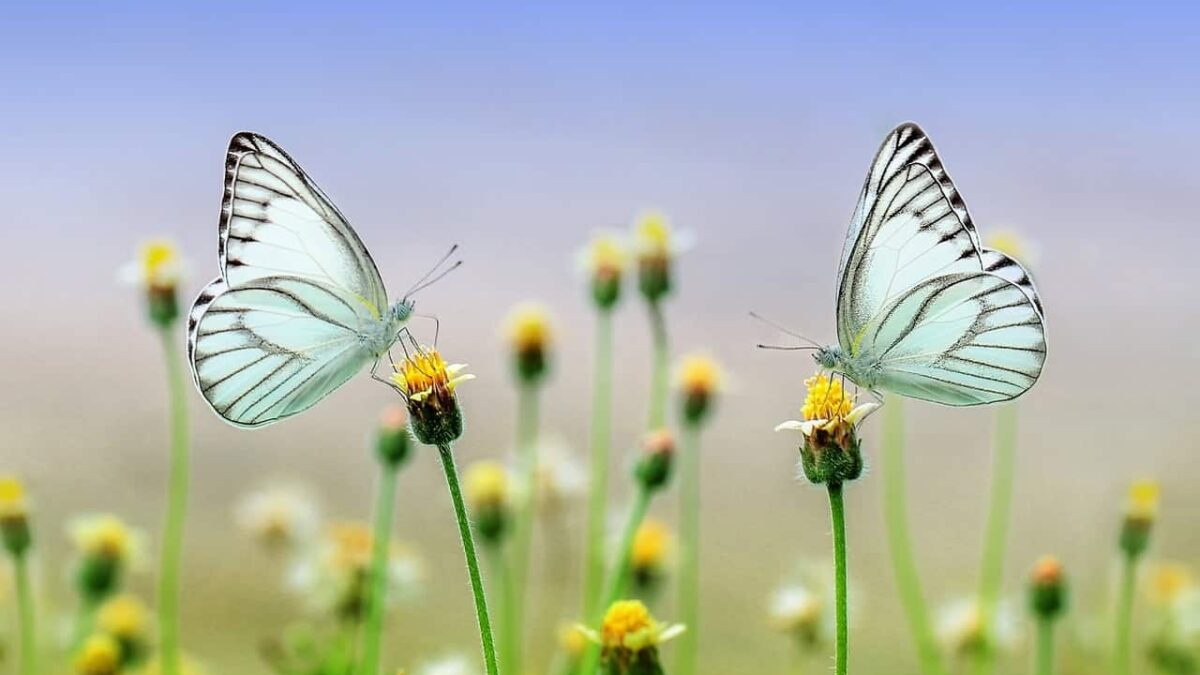 Un nou traseu de vizitare în Parcul Natural Văcărești fluturi