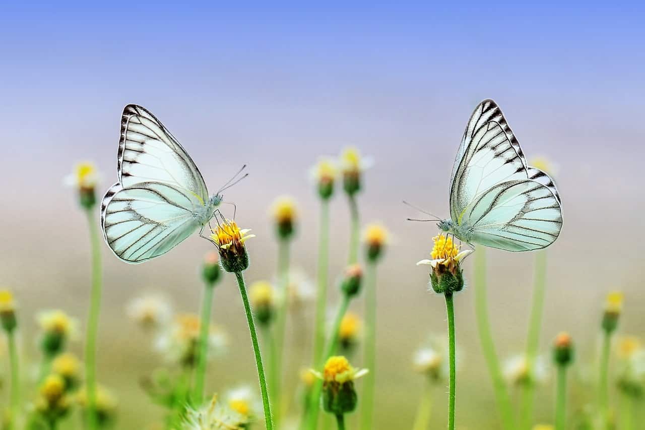 Un nou traseu de vizitare în Parcul Natural Văcărești