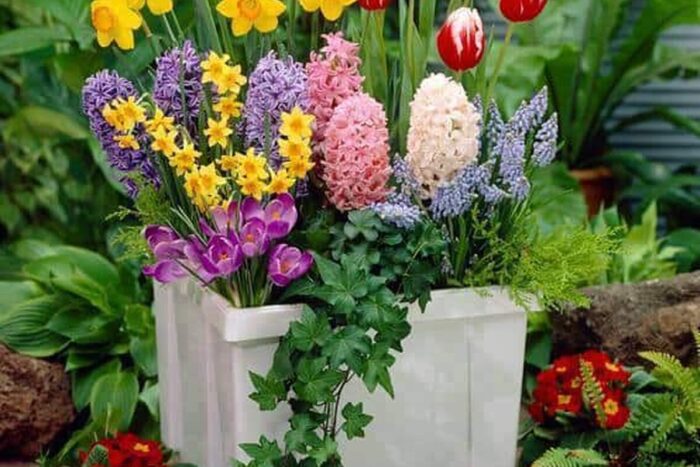 ghiveci flori primavara