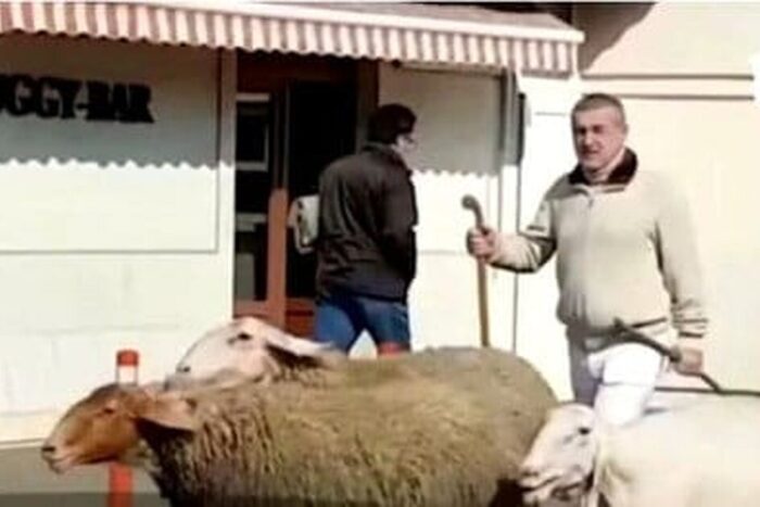 gigi becali din nou in strada cu oile 1