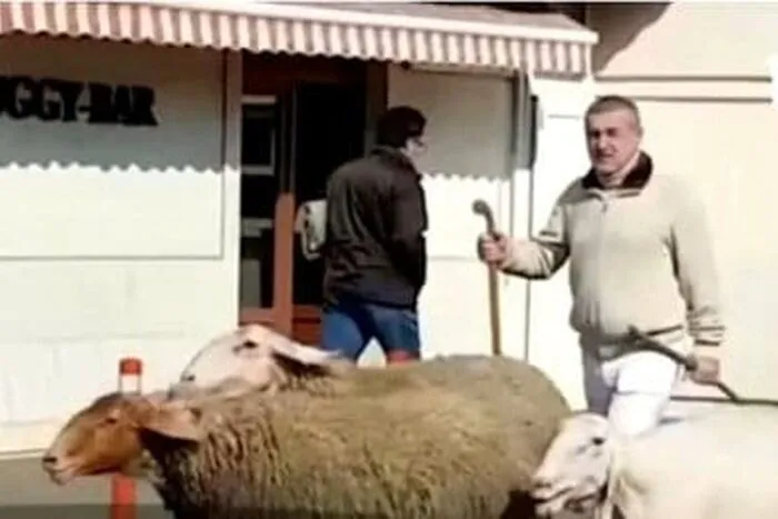 gigi-becali-din-nou-in-strada-cu-oile-1