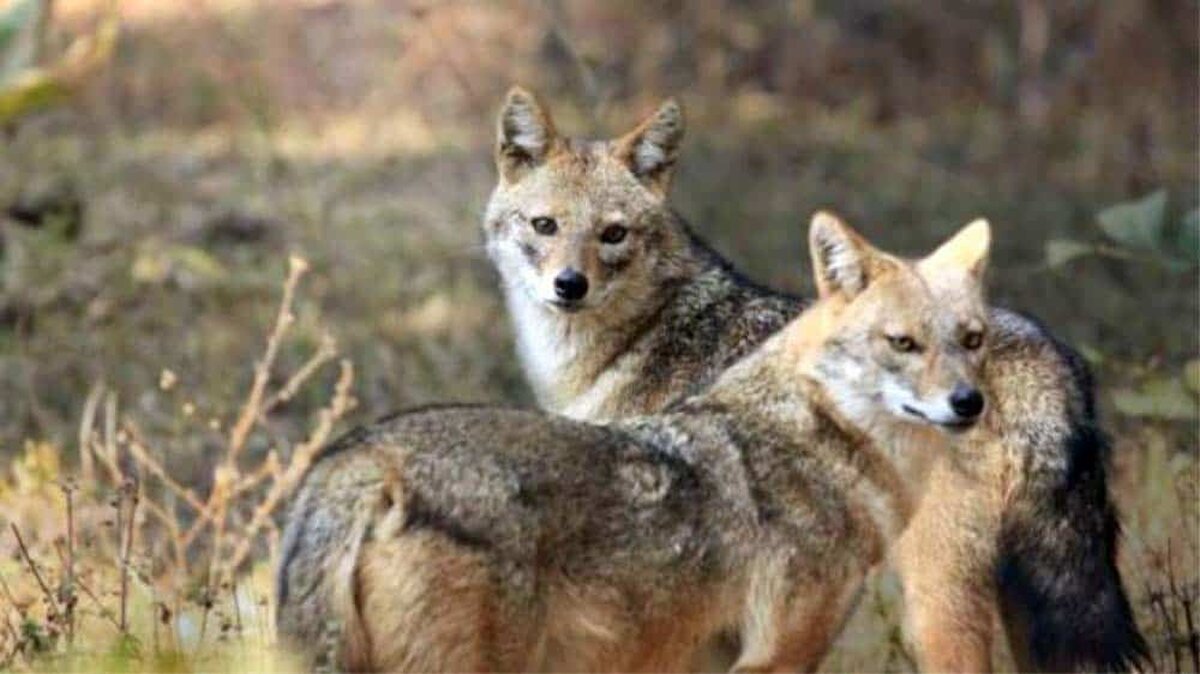 Autoritățile din Tulcea solicită Ministerului Mediului să permită vânarea șacalilor din Delta Dunării