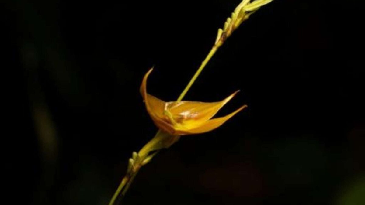 O specie de orhidee, de dimensiuni impresionante, descoperită în Ecuador image doc 8vg33z