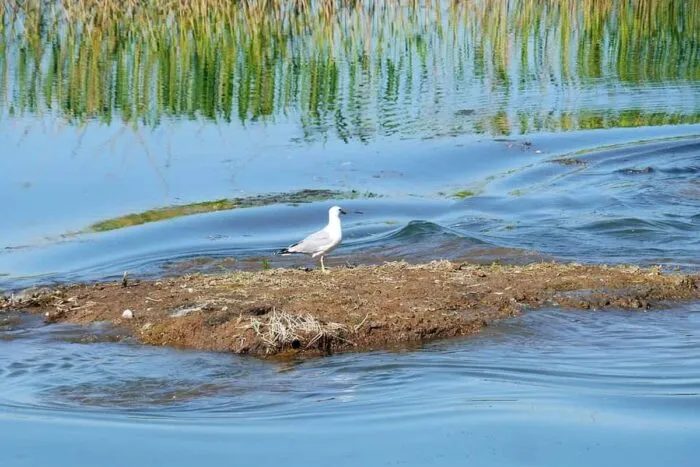 island-residents-3259337_960_720