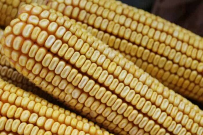 kws kashmir 1 r 1 1 res 768x768