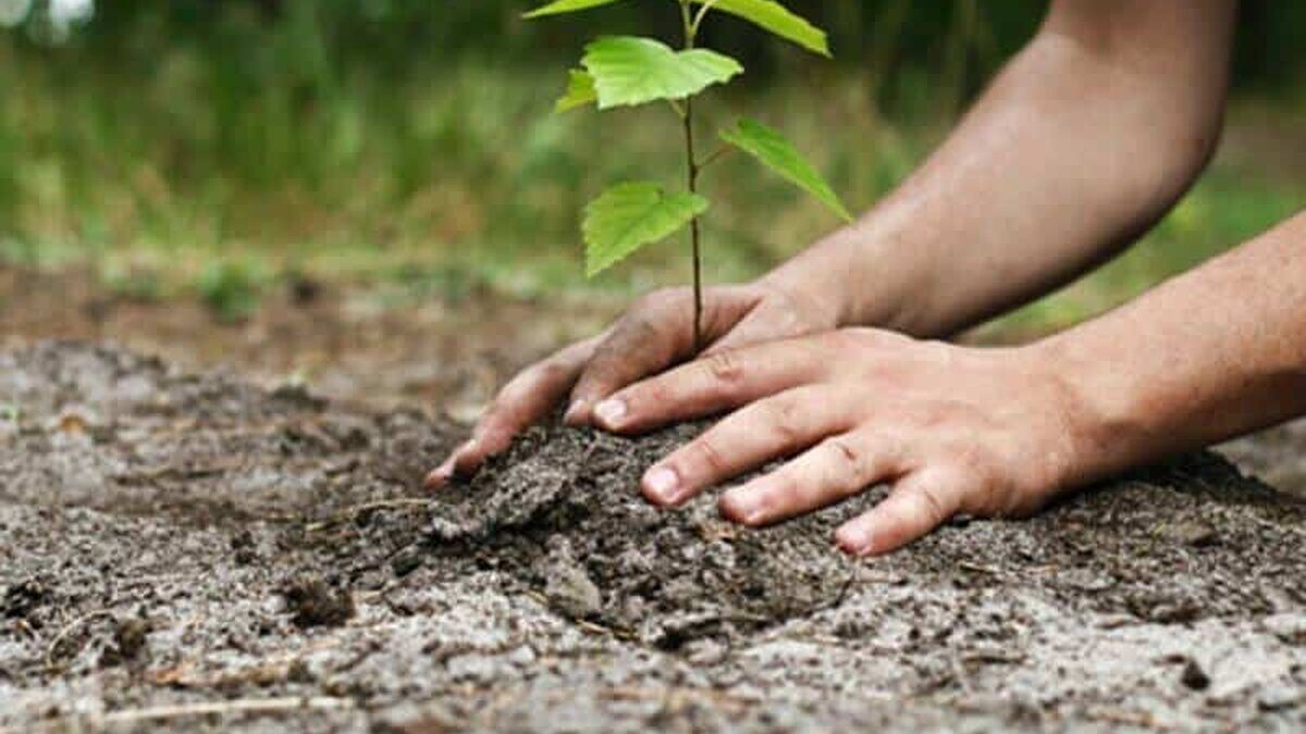 Zentiva România a plantat 20.000 de copaci în Valea Vâlsanului din Munţii Făgăraş padure