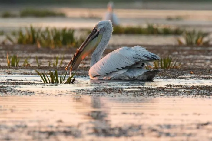 pelican-delta-dunarii