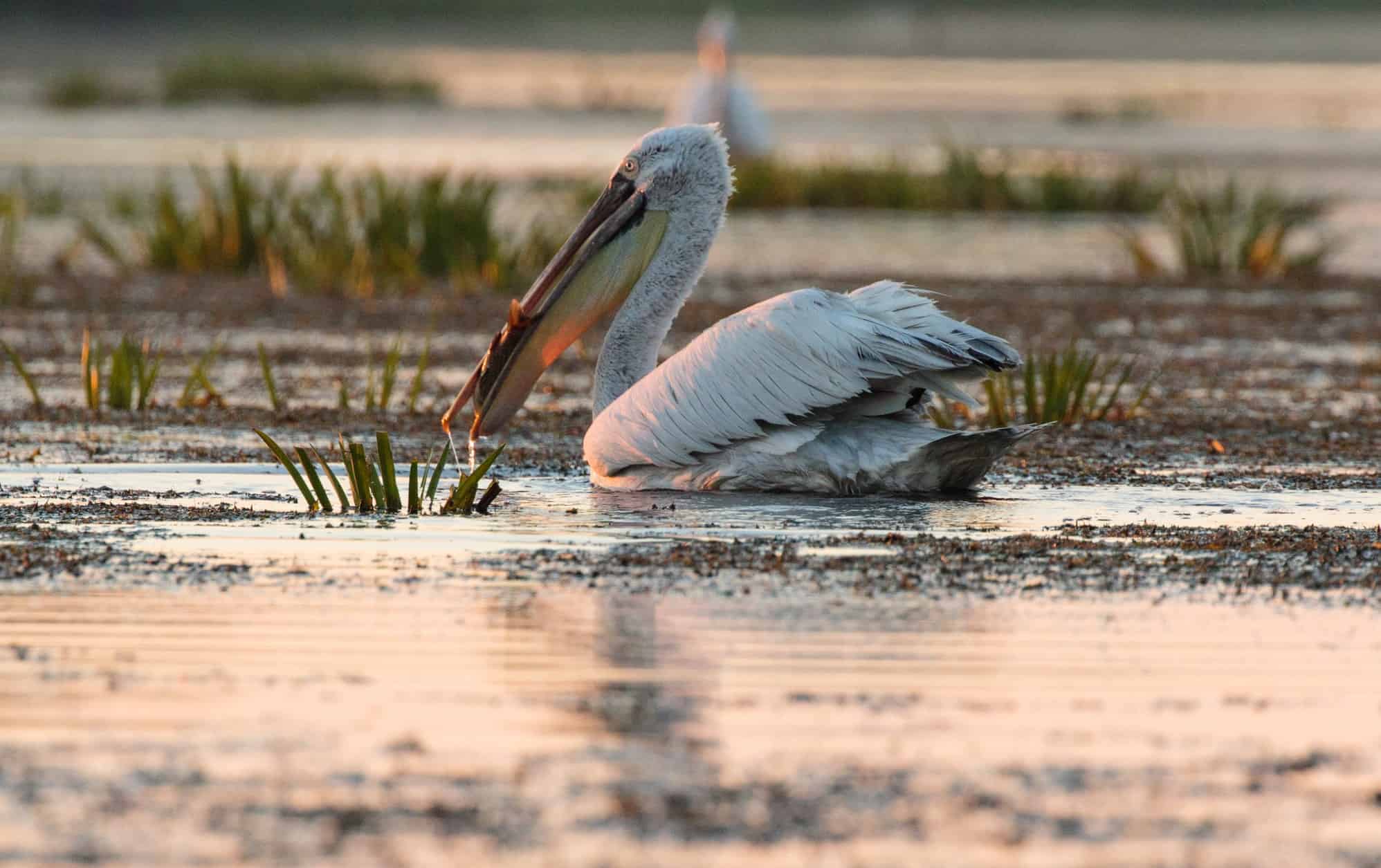 Lansarea proiectului „Îmbunătăţirea condiţiilor hidrologice în habitatele naturale acvatice din Rezervaţia Biosferei Delta Dunării